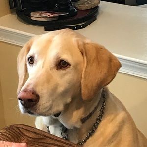 Meet your Posher, Carolyn